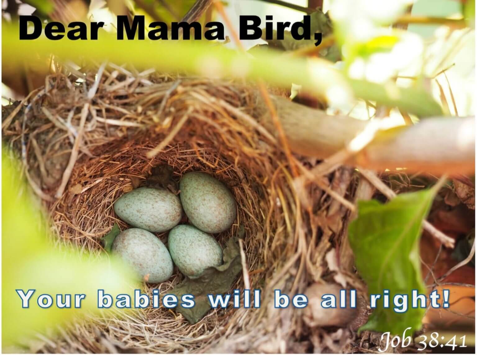 Dear Mama Bird A Letter From Another Mama • Verses From Mama