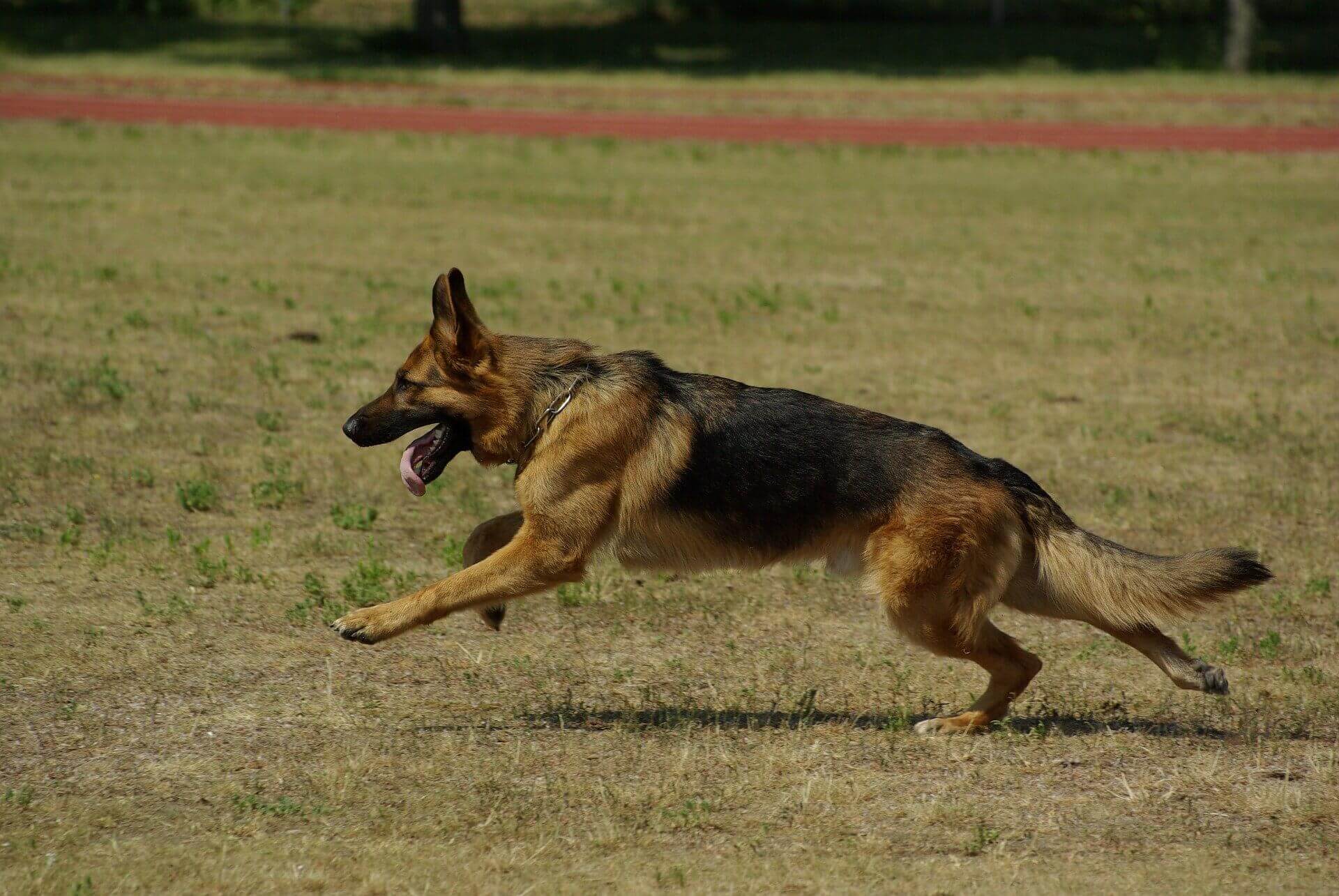german-shepherd-707063_1920