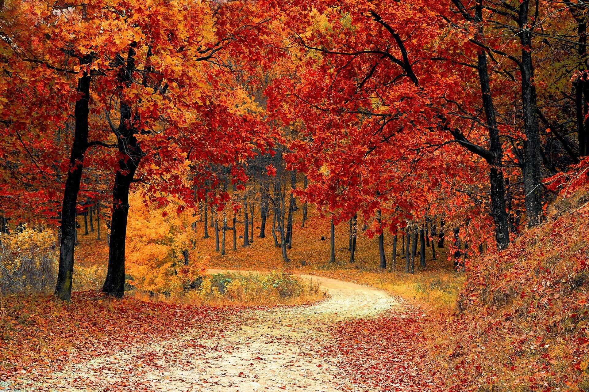 The Lord directs our steps
