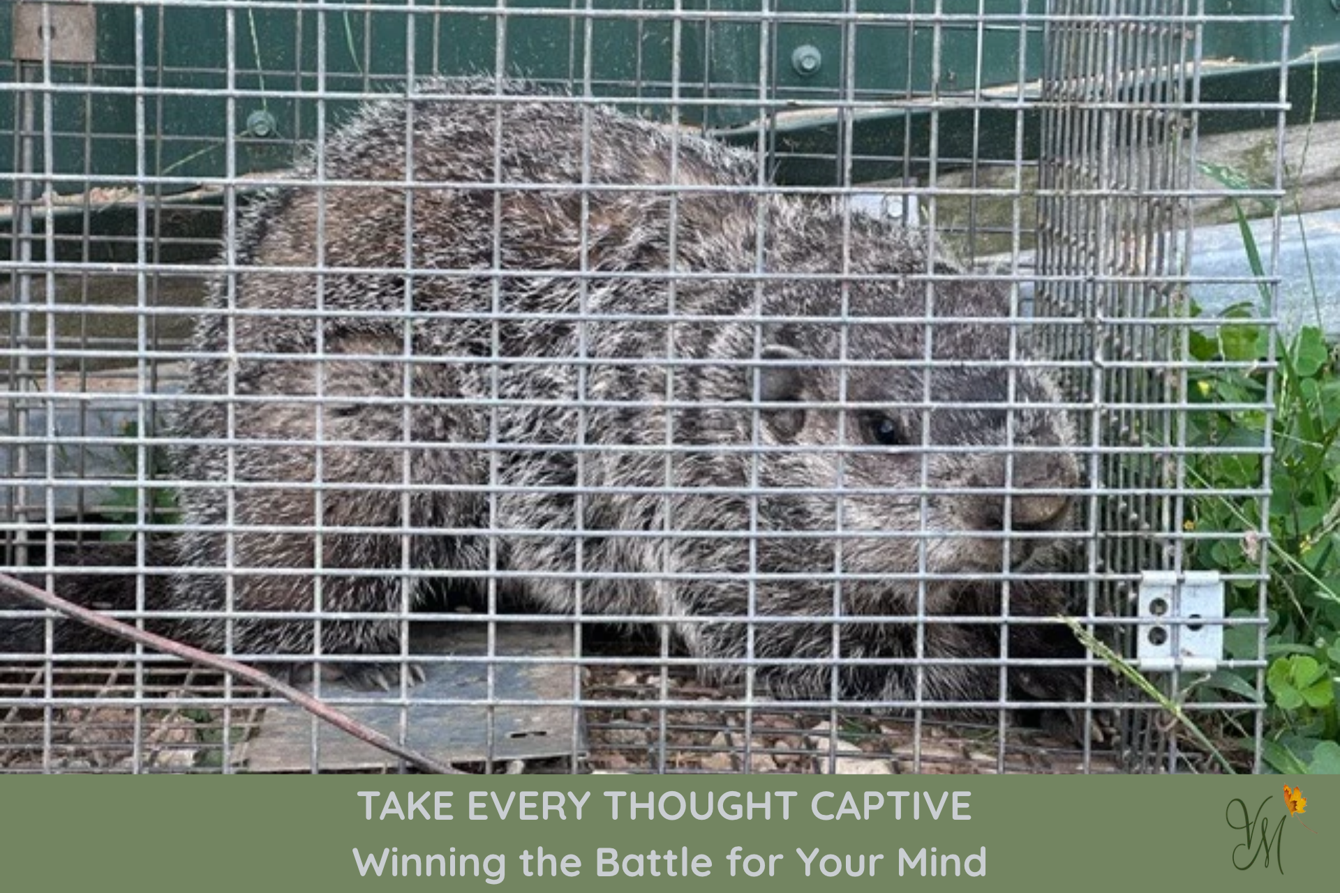 Groundhog caught in a live trap beside a barn, illustrating the biblical command to take every thought captive.